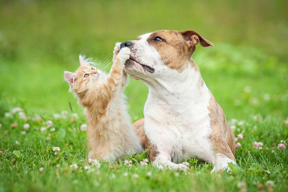 Kitten playing with a dog's nose